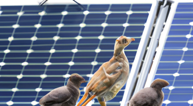 Birds and animals near solar panels, photo