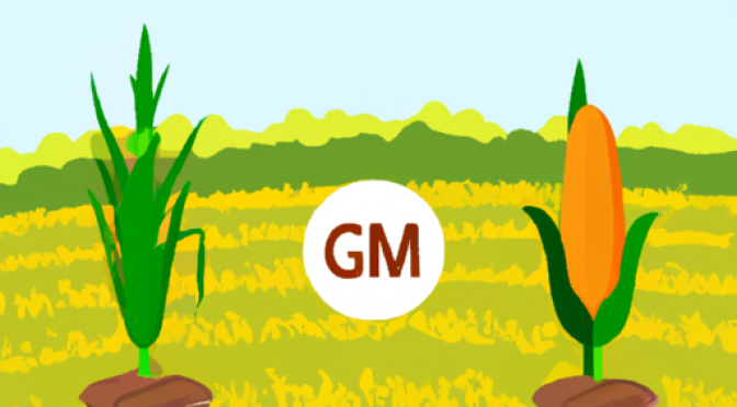 Traditional vs GMO crops interaction, coexistence in agriculture illustration