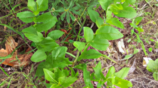 Photo of different plants after restoration