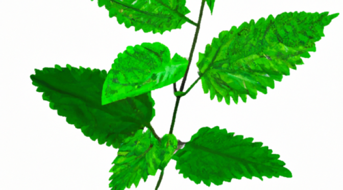 drawing, illustration, colorful, realistic, Benefits of nettle leaves in agriculture, natural pest repellent, foliar spray.